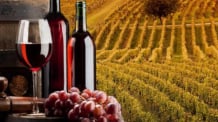 Vinículas e Alambiques em Serra Negra